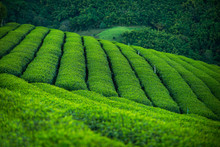 Tea Green Plantation Bush Field Farm