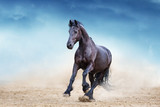 Fototapeta Konie - Black frisian stallion run in desert dust against blue sky