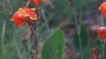 Wall Mural - The orange yellow canna lily