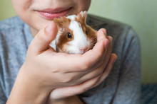 Closeup View Of Two Cute Small Baby Guinea Pigs Of Several Weeks Old And Cute Happy Smiling White Kid Laying In Bed At Home Playing With His Pets. Horizontal Color Photography.