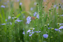 Flax Flowers. Flax Field, Flax Blooming, Flax Agricultural Cultivation.