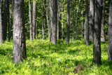 Fototapeta Krajobraz - fresh green summer forest foliage with tree trunks