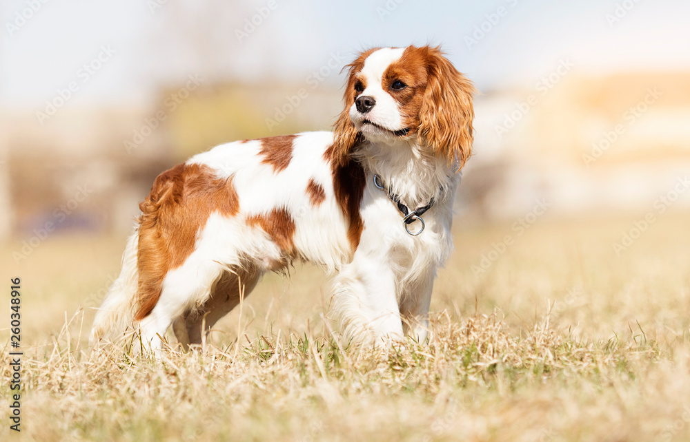 Cavalier King Charles Spaniel dog on the grass - obrazy, fototapety, plakaty 