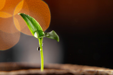 Small sprout of pepper plant in a paper pot