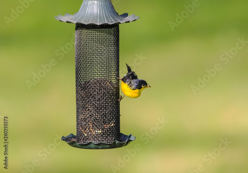Texas Form Of Male Lesser Goldfinch Spinus Psaltria Perched On