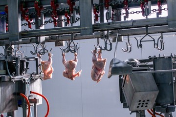 Wall Mural - Chicken carcasses of meat suspended on a production tape