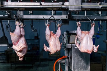 Wall Mural - Processing of chicken meat on the production tape