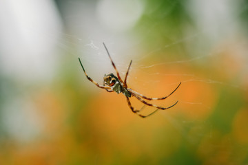 macro spider on web