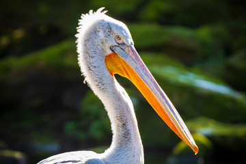 Wall Mural - Dalmatian pelican Pelecanus crispus