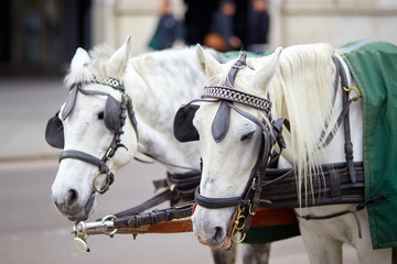 thoroughbred horses close-up in the city