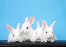 Four Adorable White Albino Baby Bunnies Perched On A Computer Keyboard With Blue Background. Three Looking At Viewer, Or Monitor Screen Direction, One Looking To Viewers Left. Technology Concept