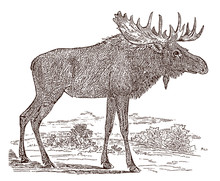 Male Moose (alces Alces) Bull In Side View, Standing In A Landscape. Illustration After A Historical Engraving From The 19th Century