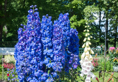 Fotografía Blooming delphinium in the park.