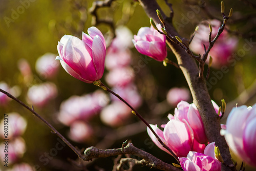 Magnolia Large Pink Flowers On A Tree Spring In The Large Pink Flowers On A Magnolia Tree