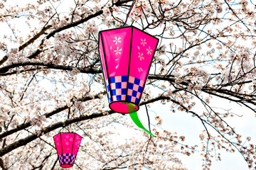 Wall Mural - Lantern with cherry blossoms in Japan