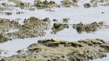 HD Video Of A Sandpiper And A Curlew Gathered Foraging For Food Along The Shoreline In Northern CA. Many Varieties Of Shorebirds Can Live In Close Proximity To Each Other Not Competing For Food.