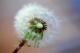 Fototapeta Dmuchawce - art photo of dandelion seeds close up on natural blurred background