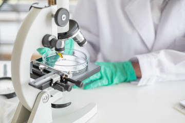 Wall Mural - a scientist working in laboratory with test tube microscope and solutions