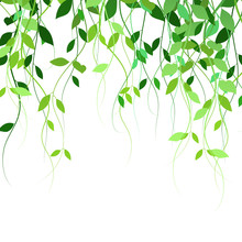 Background With Leaves, Lianas, Vector