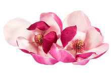 Two Flowers Of Pink Magnolia Isolated On White Background, Close Up