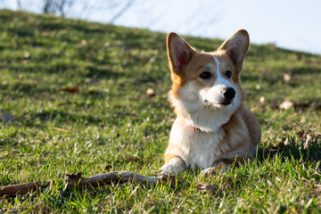 cute welsh corgi puppy laying on spring grass