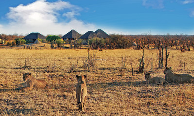 Wall Mural - Pride of Lions resting on the African Plains with an African Safari Lodge in the background.  Nehimba, Hwange National Park, Zimbabwe