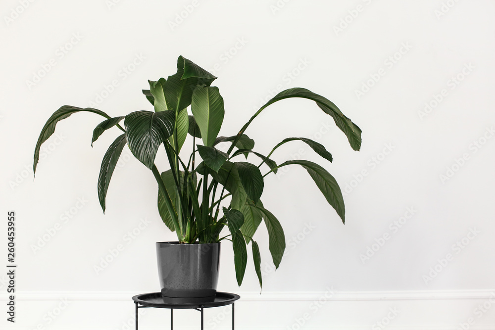 Pot with green plant near white wall