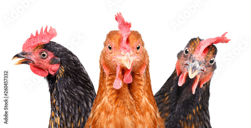 Fotografía Portrait of three chickens, closeup, isolated on white background