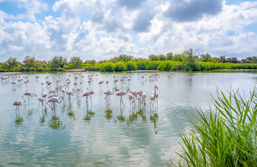 Sticker - Regional Nature Park of the Camargue