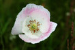 closeup of white-pink flower