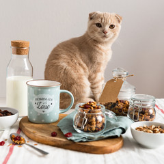 Healthy breakfast with cute cat. Crunchy muesli with raisins, cranberries and hazelnuts served with almond milk on a white linen table cloth. Side view