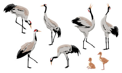 Wall Mural - Common crane or Grus grus or Eurasian crane. A collection of gray cranes in various poses. Birds are looking for food, standing, dancing. Exploded wild birds and their chicks. Realistic Vector Animals