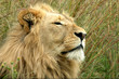 Male lion relaxing in the long grass