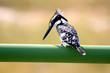 Small kingfisher perched on a rail