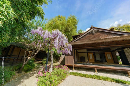 Wisteria Blossom In Japanese Garden Of Huntington Library Buy