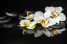 Spa Concept Of White Orchid (phalaenopsis) And Black Zen Stones With Drops On Water With Reflection