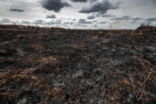 Scorched Earth, Spring Fires. A Field With Burnt Grass. The Destruction Of Insects.