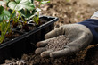 Gardener blending organic fertilizer humic granules with soil, enriching soil.