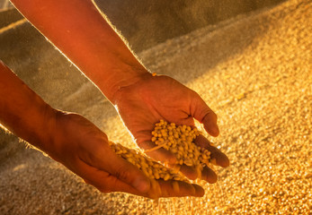 Wall Mural - Hands with soya seeds.