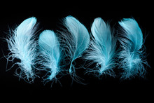 Set Of Blue Bright Textured And Lightweight Feathers Isolated On Black