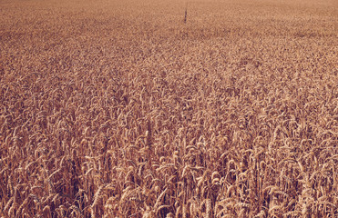 Rural landscape with wheat fields and background.