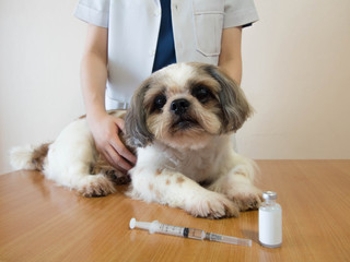 Female veterinarian and Shih tzu nice dog preparing for vaccine injection with medical vial and syringe on wood table at veterinary clinic. Vaccination, World rabies day and pet health care concept.