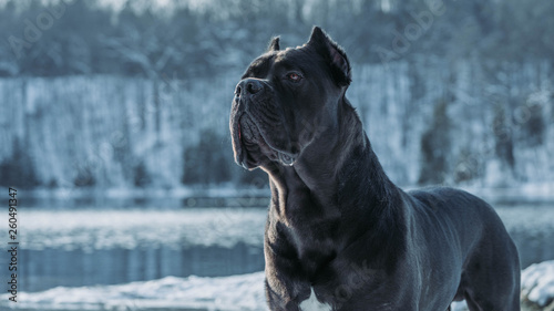 Cane Corso Italian Mastiff Buy This Stock Photo And