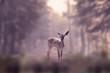 Alone small deer cub in the fog of a winter forest mountain. Nature and wildlife concept with empty copy space for Editor's text.