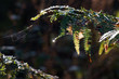 sun reflection on a waterdrop hanging from a forest fern in combination with a spider web