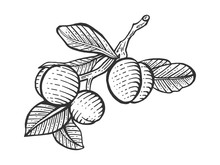 Plum Fruit Plant Tree Branch Sketch Engraving Vector Illustration. Scratch Board Style Imitation. Hand Drawn Image.