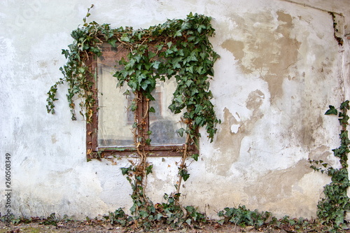 Fotomural window of old house overgrown with ivy