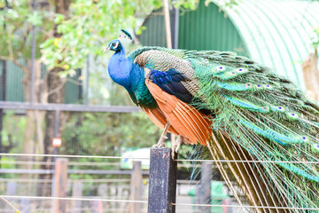 Chai nat Thailand December 26 2019 see birds at Chai NAT Bird Park is a place of chainat province. Bird cage is the biggest in Asia, covering an area of 26 hectares and contains various species birds.