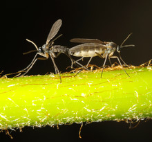 Gnats Mating On A Tree Trunk In Front Of Black Background.