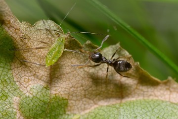 Ant pulling an aphid by the leg